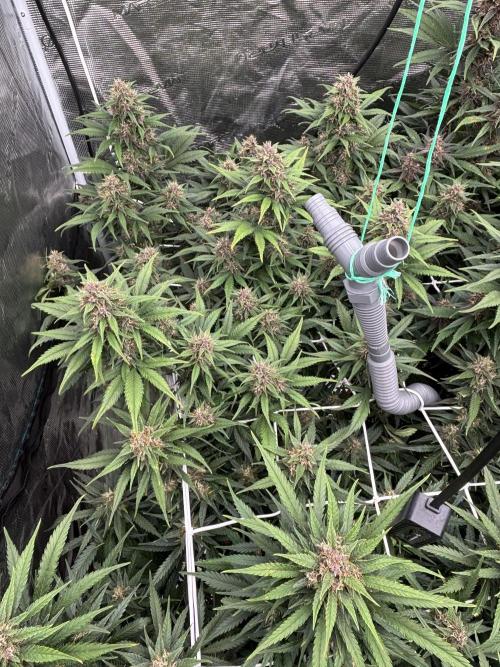 Lemon Cherry Cookies 🍋🍒🍪. Week 9