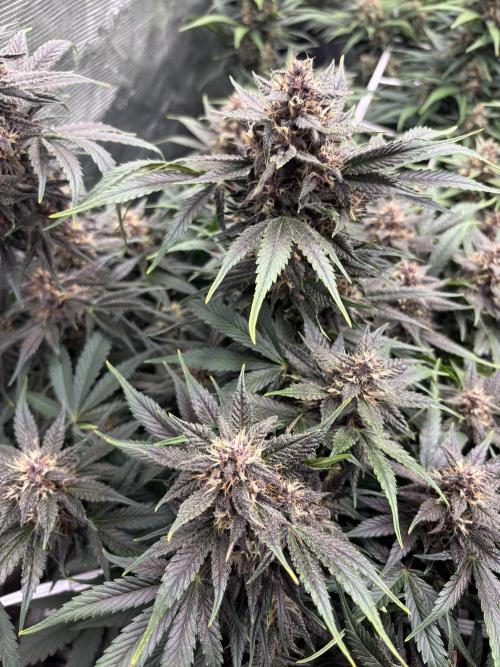 Lemon Cherry Cookies 🍋🍒🍪. Week 9