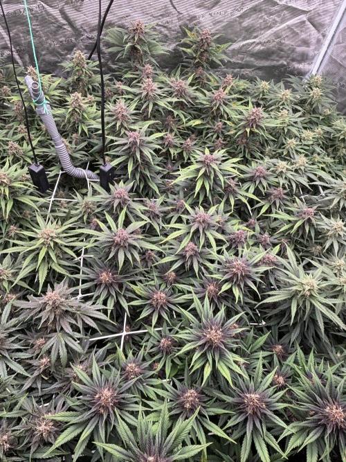 Lemon Cherry Cookies 🍋🍒🍪. Week 9