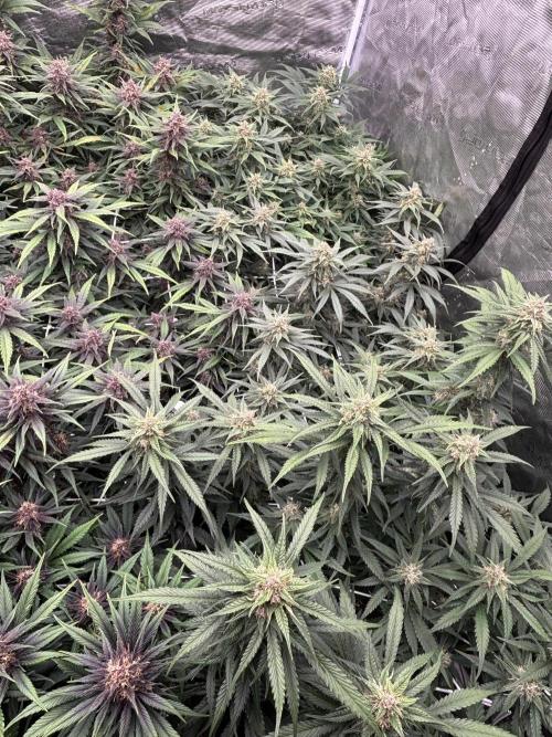 Lemon Cherry Cookies 🍋🍒🍪. Week 9