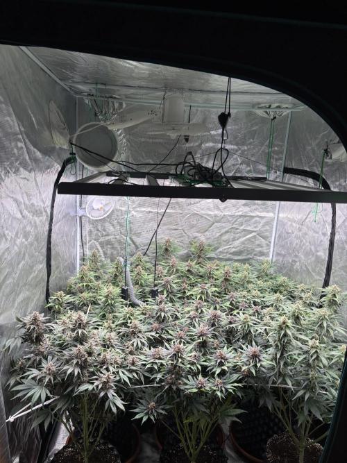 Lemon Cherry Cookies 🍋🍒🍪. Week 9