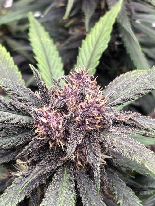 Lemon Cherry Cookies 🍋🍒🍪. Week 9