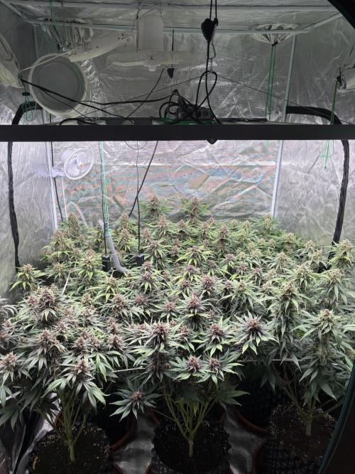 Lemon Cherry Cookies 🍋🍒🍪. Week 10