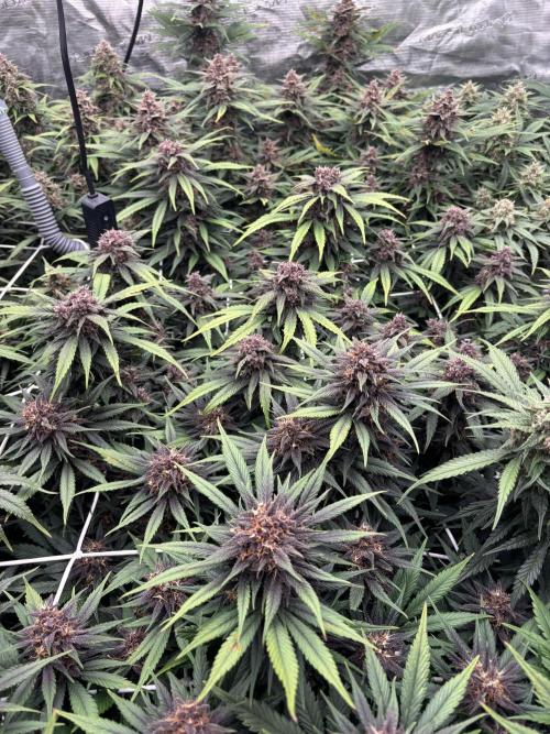 Lemon Cherry Cookies 🍋🍒🍪. Week 10
