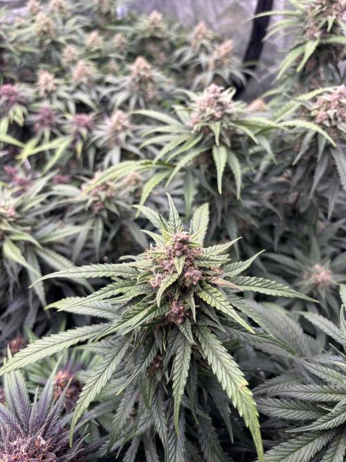 Lemon Cherry Cookies 🍋🍒🍪. Week 10