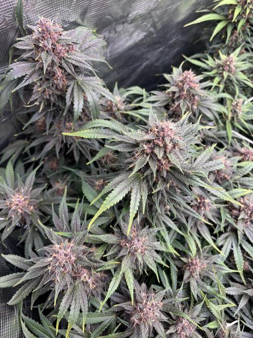 Lemon Cherry Cookies 🍋🍒🍪. Week 10