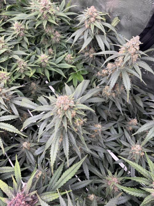 Lemon Cherry Cookies 🍋🍒🍪. Week 10