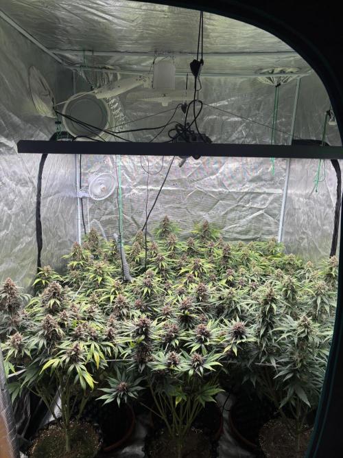 Lemon Cherry Cookies 🍋🍒🍪. Week 11