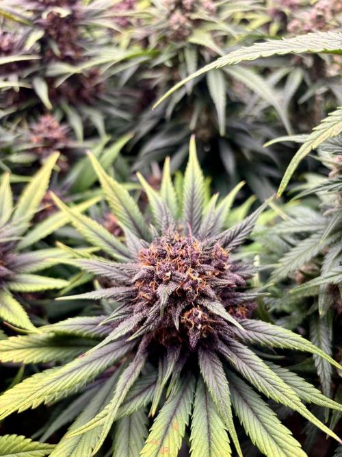 Lemon Cherry Cookies 🍋🍒🍪. Week 11