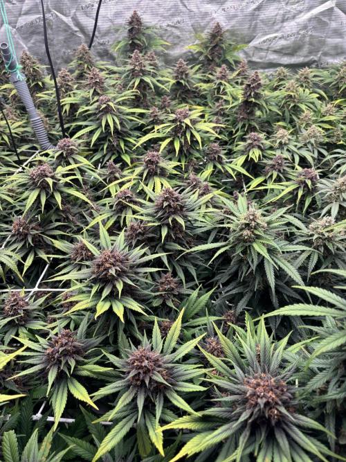 Lemon Cherry Cookies 🍋🍒🍪. Week 11