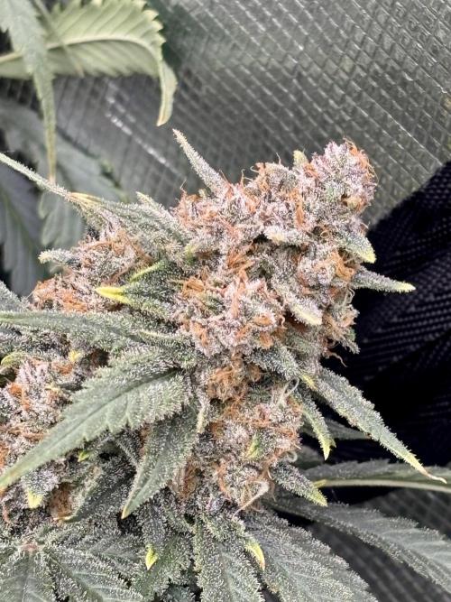Lemon Cherry Cookies 🍋🍒🍪. Week 11
