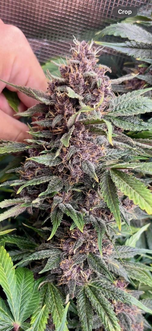 Lemon Cherry Cookies 🍋🍒🍪. Week 11