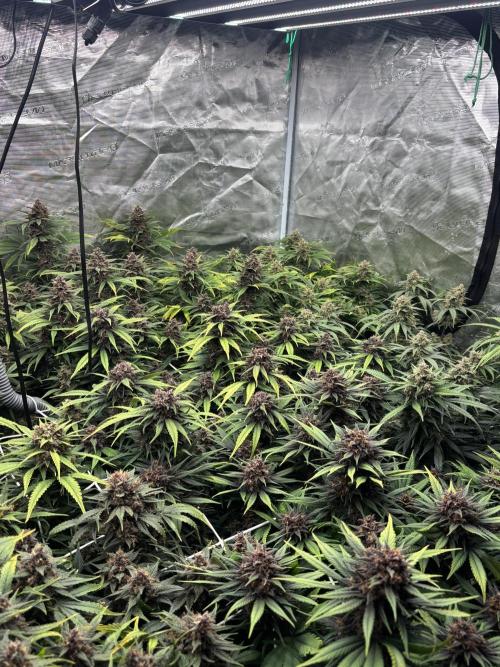 Lemon Cherry Cookies 🍋🍒🍪. Week 11