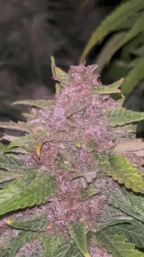 Lemon Cherry Cookies 🍋🍒🍪