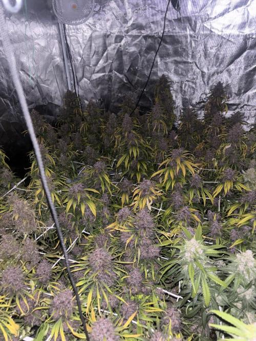 Lemon Cherry Cookies 🍋🍒🍪. Week 12