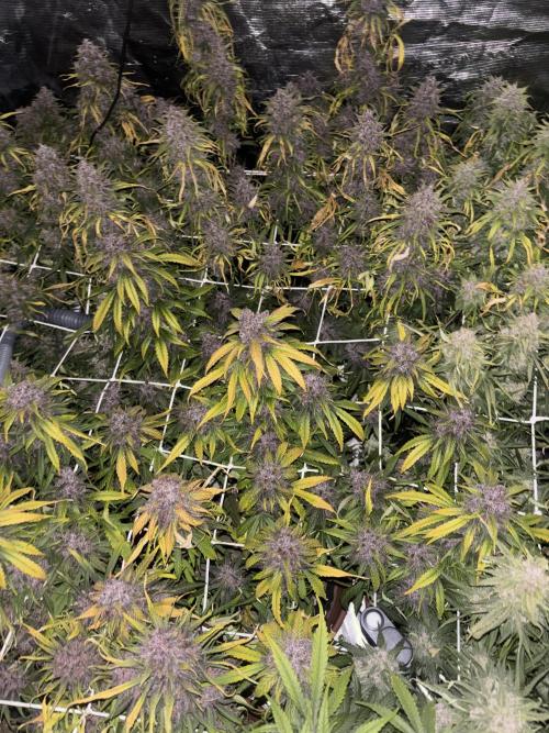 Lemon Cherry Cookies 🍋🍒🍪. Week 12