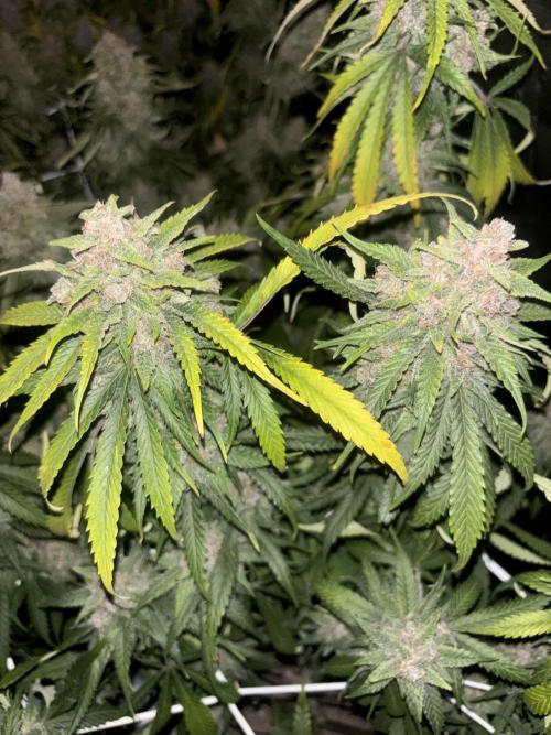 Lemon Cherry Cookies 🍋🍒🍪. Week 12