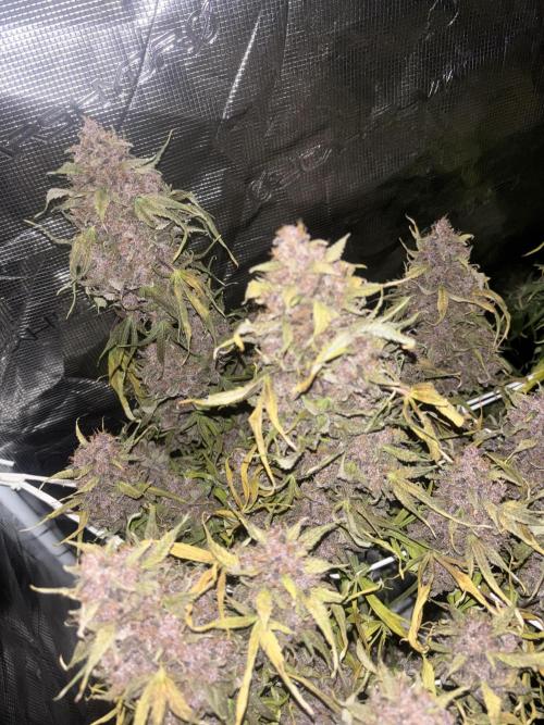 Lemon Cherry Cookies 🍋🍒🍪. Week 12