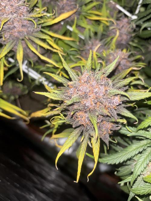 Lemon Cherry Cookies Auto. Week 12