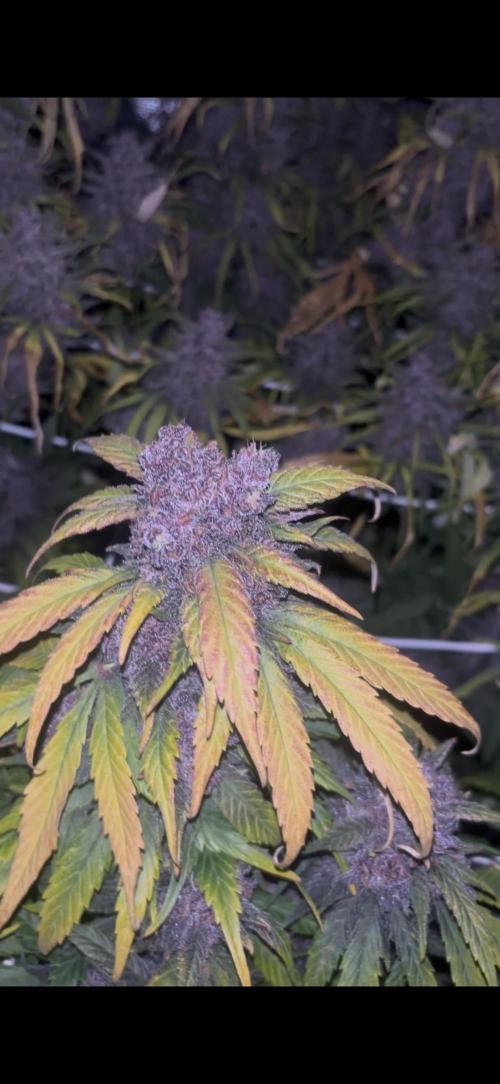 Lemon Cherry Cookies Auto. Week 12