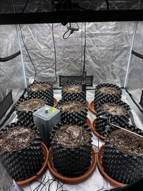 Guava Runtz Auto. Week 0