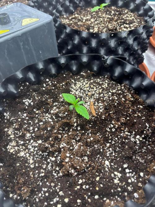 Guava Runtz Auto. Week 1