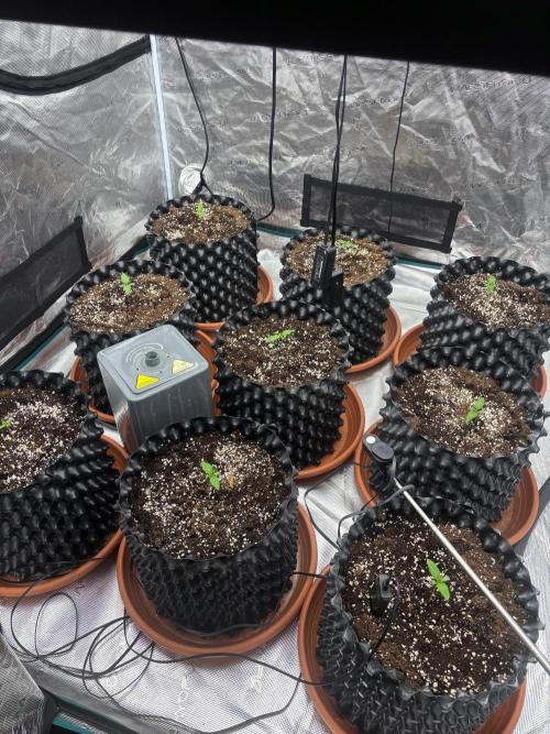 Guava Runtz Auto. Week 1