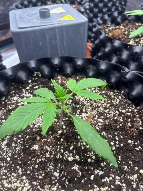 Guava Runtz Auto. Week 2