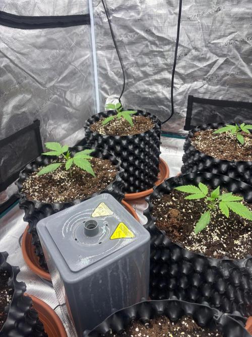 Guava Runtz Auto. Week 2