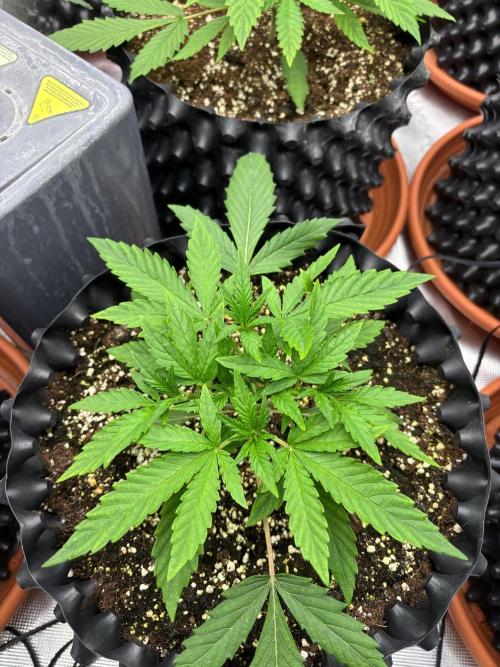 Guava Runtz Auto. Week 3