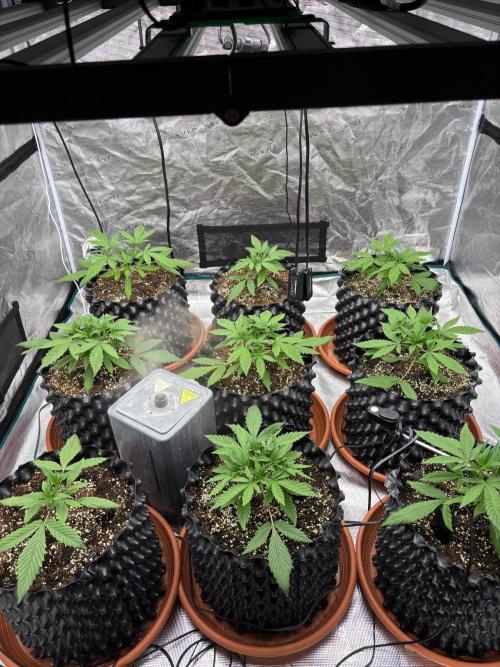 Guava Runtz Auto. Week 3