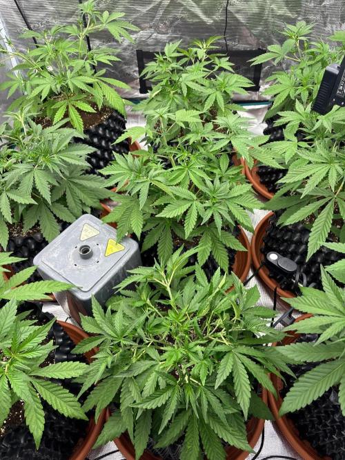 Guava Runtz Auto. Week 4