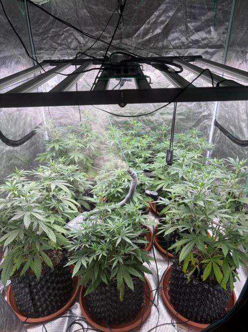 Guava Runtz Auto. Week 5