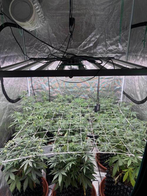Guava Runtz Auto. Week 5
