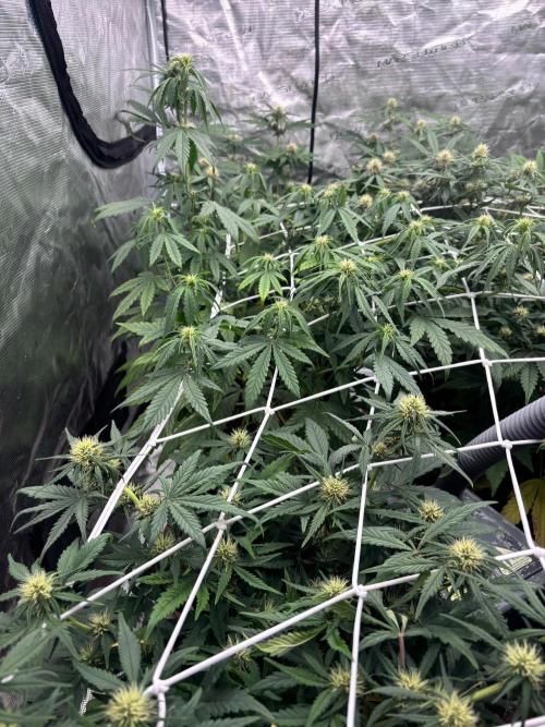 Guava Runtz Auto. Week 6