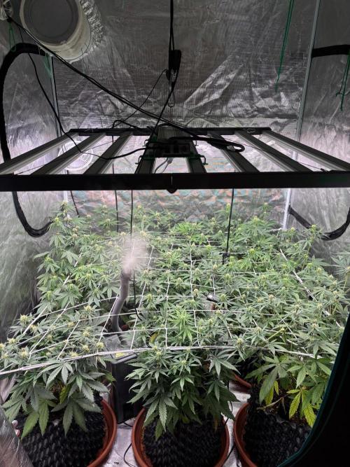 Guava Runtz Auto. Week 6
