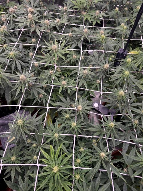 Guava Runtz Auto. Week 6