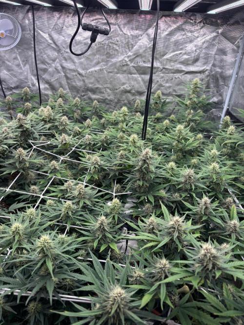 Guava Runtz Auto. Week 7