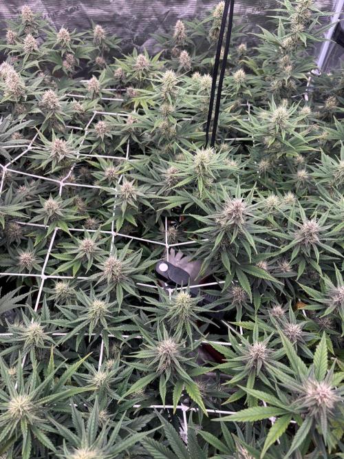Guava Runtz Auto. Week 7