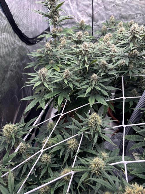 Guava Runtz Auto. Week 7