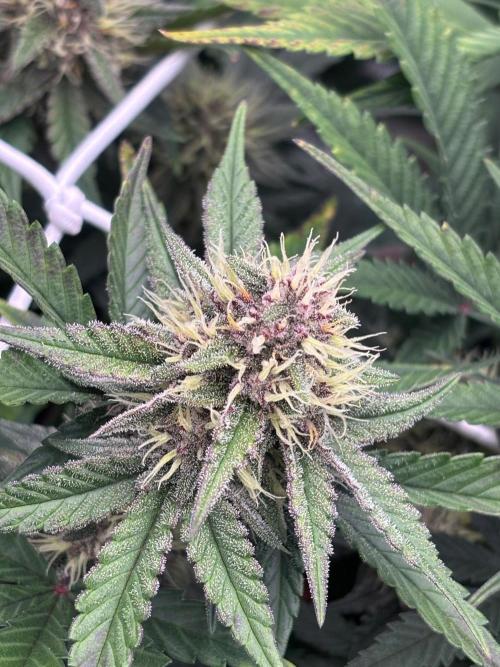 Guava Runtz Auto. Week 7