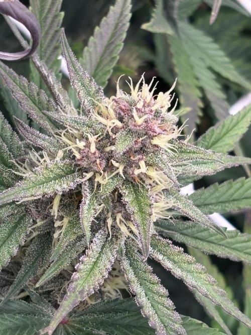 Guava Runtz Auto. Week 7