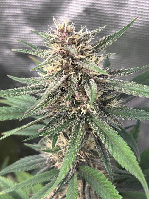 Guava Runtz Auto. Week 8