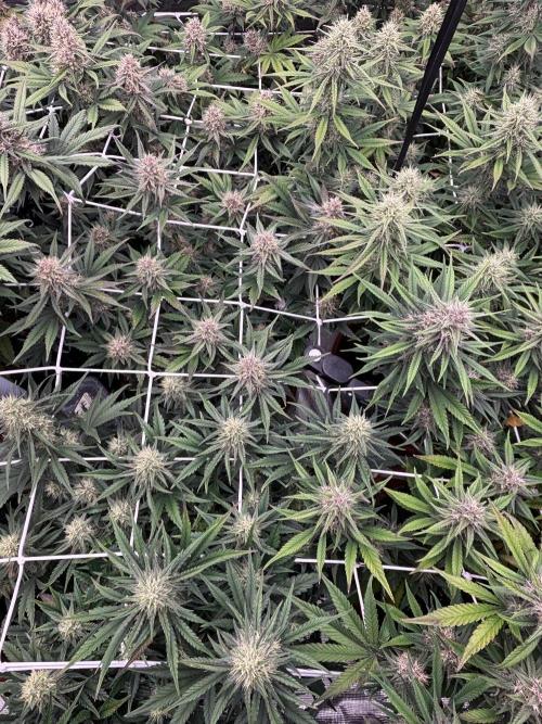 Guava Runtz Auto. Week 8