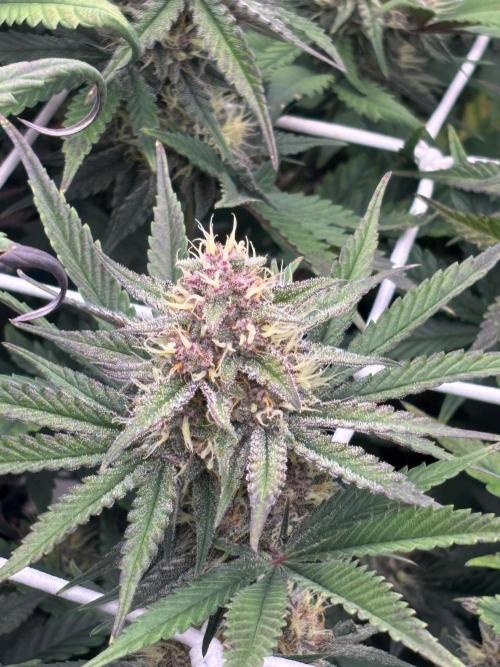 Guava Runtz Auto. Week 8