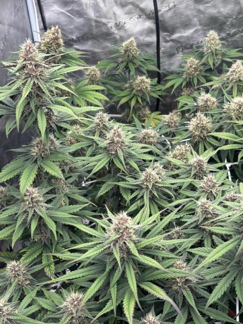 Guava Runtz Auto. Week 8