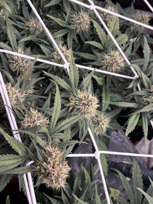 Guava Runtz Auto. Week 8