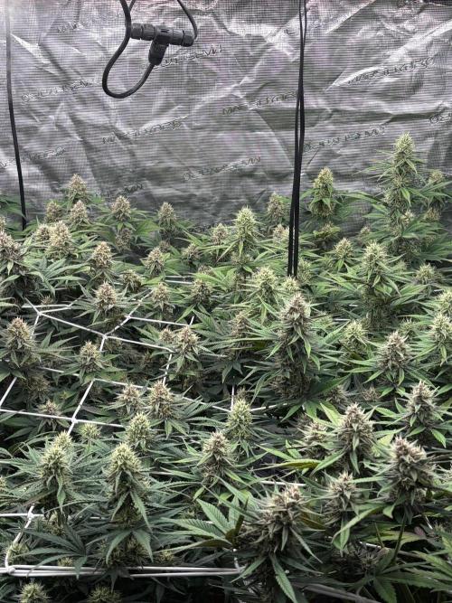 Guava Runtz Auto. Week 8
