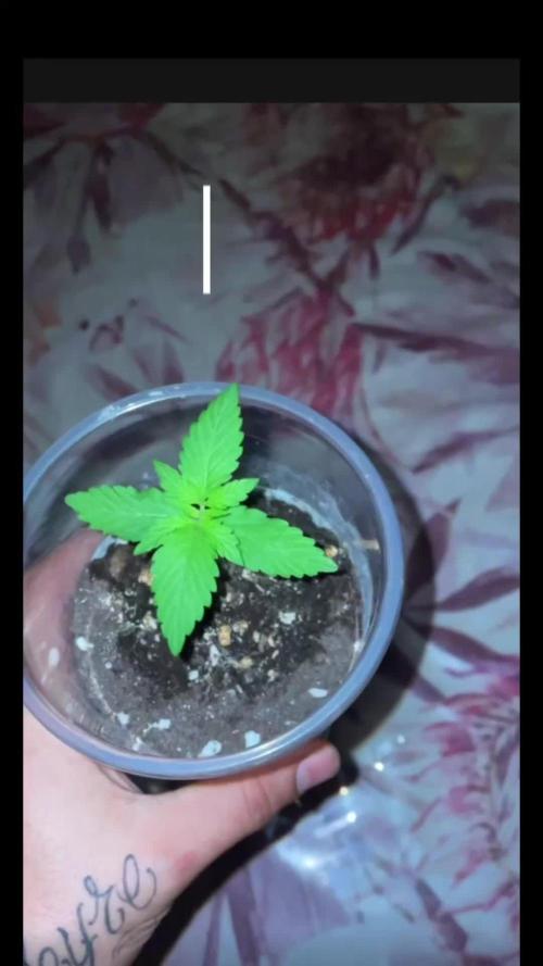 Primer cultivo indoor