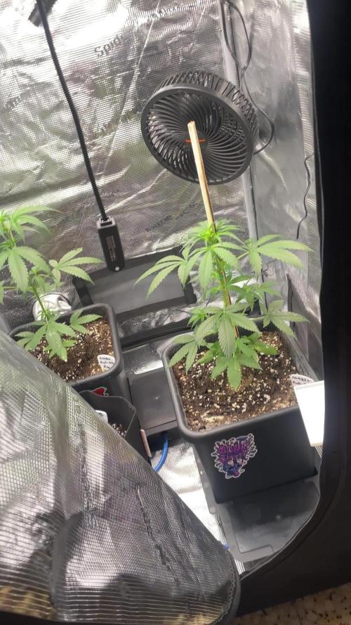 Primer cultivo indoor